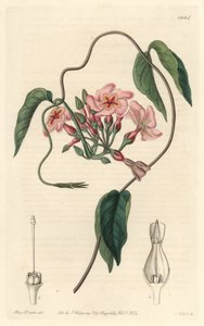 恒星石，原产于巴西--沃茨（S. Watts）根据莎拉-安妮-德雷克（1803-1857）的插图创作的Water forte，来自《植物志》。 作者 西德纳姆·泰斯特·爱德华兹