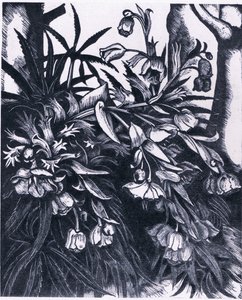 臭 Hellebore, 自然在英国由柯林斯出版社出版 作者 西德纳姆·泰斯特·爱德华兹