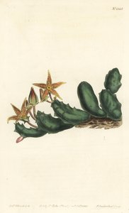 Stisseria geminata（双花石竹，Stapelia geminata）。F. Sansom Jr.根据Sydenham Edwards的插图进行的手绘铜版画，出自William Curtis的植物学杂志，T. Curtis，伦敦 作者 西德纳姆·泰斯特·爱德华兹