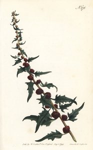 草莓菠萝在长棍子上--叶鹅膏，Chenopodium foliosum (Strawberry blite, Blitum virgatum)。Sansom根据Sydenham Edwards的插图进行的手绘铜版画，出自William Curtis的植物杂志，伦敦 作者 西德纳姆·泰斯特·爱德华兹