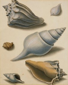 贝壳和海洋植物研究， 作者 西德纳姆·泰斯特·爱德华兹