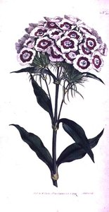 Sweet William或Bearded Pink（Dianthus barbatus），板块205来自William Curtis的