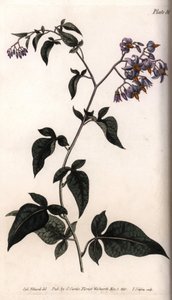 甜苦或苦甜的夜来香。彩色铜版画，由Sydenham Edwards（1768-1819）为兰贝斯植物园（英国）的植物学会议提供的插图。 作者 西德纳姆·泰斯特·爱德华兹
