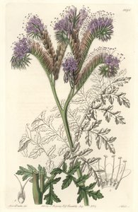 堇菜叶子的凤仙花，原产于加利福尼亚--沃茨（S. Watts）根据莎拉-安妮-德雷克（1803-1857）的插图绘制，来自《植物志》。 作者 西德纳姆·泰斯特·爱德华兹