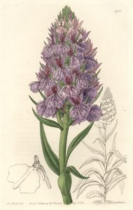 陆生兰花，马代尔岛的特有植物--沃茨（S. Watts）根据莎拉-安妮-德雷克（1803-1857）的插图创作的Water forte，来自《植物志》。 作者 西德纳姆·泰斯特·爱德华兹
