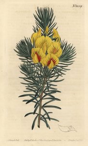 Cotter 或蜂蜜灌木 - 沿海茶或 kustee，Cyclopia genistoides (Spotted-flowered ibbetsonia, Ibbetsonia genistoides)。 F. Sansom Jr. 在威廉·柯蒂斯 (William Curtis) 的 Botanical Magaz 中的 Sydenham Edwards 插图后由 F. Sansom Jr. 手工雕刻的铜版画 作者 西德纳姆·泰斯特·爱德华兹