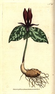 蟾蜍或无柄延龄草，无柄延龄草。 由 James Sowerby 创作的手绘铜版画，来自 William Curtis 的 The Botanical Magazine，伦敦兰贝斯沼泽 作者 西德纳姆·泰斯特·爱德华兹