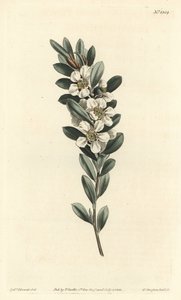 树或澳大利亚桃金娘--海岸茶树，Leptospermum laevigatum（光滑织物，Fabricia laevigata）。F. Sansom Jr.根据Sydenham Edwards的插图进行的手绘铜版画，出自William Curtis的植物杂志，T. Cur。 作者 西德纳姆·泰斯特·爱德华兹
