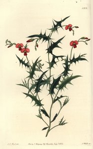 Triangular chorozema, Chorozema triangulare。S. Watts根据J.T. Hart的插图进行的手绘铜版画，出自Sydenham Edwards的《植物志》，伦敦Ridgeway。 作者 西德纳姆·泰斯特·爱德华兹