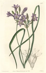 Triteleia ou brodiacea lache - S. Watts 的 Water forte，来自植物学名录中 Sarah Anne Drake (1803-1857) 的插图 作者 西德纳姆·泰斯特·爱德华兹