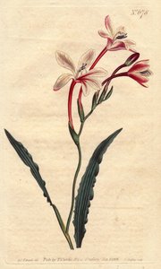 特立尼达有一片卷曲的叶子，开粉红色、深红色和白色的花，原产于南非。卷叶三叶草有粉红色、深红色和白色的花朵。原产于南非。翠菊（Tritonia crispa）。手工彩色铜版画，来自于植物学插图b 作者 西德纳姆·泰斯特·爱德华兹