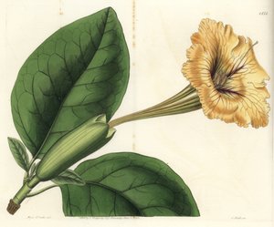 喇叭藤或金杯--圣杯藤或斑点花索兰，Solandra guttata。S. Watts根据Sydenham Edwards的《植物志》中Sarah Drake小姐的插图进行的手绘铜版画，伦敦Ridgeway。 作者 Sydenham Teast Edwards