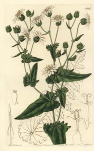 萝卜叶麝香油，Moscharia pinnatifida。 S. Watts 手绘铜版画，由来自伦敦里奇韦 Sydenham Edwards