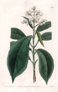 Turpinia Variete - S.Watts雕刻的图版，来自Sarah Anne Drake（1803-1857）的插图，出自英国Sydenham Edwards（1768-1819）的植物学登记册。 作者 西德纳姆·泰斯特·爱德华兹