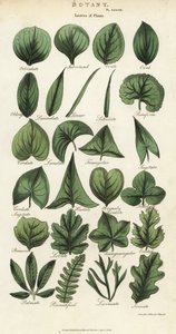 植物的叶子类型。根据Sydenham Edwards设计的手绘铜版画，出自John Mason Good的Pantologia，一部新的百科全书，G. Kearsley，伦敦 作者 西德纳姆·泰斯特·爱德华兹