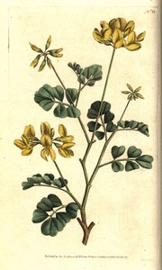Valencia Coronilla - 蝎子草，Coronilla valentina subsp. glauca（海绿色或日香型coronilla，Coronilla glauca）。根据Sydenham Edwards的植物学插图进行的手绘铜版画，出自William Curtis的《植物学杂志》。