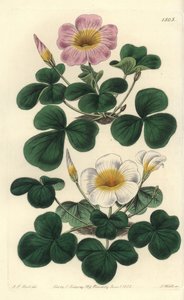 可变牛肝菌，Oxalis variabilis（Oxalys purpurea）。S. Watts根据J.T. Hart的插图进行的手绘铜版画，出自伦敦Ridgeway的Sydenham Edwards的植物学登记册。 作者 西德纳姆·泰斯特·爱德华兹