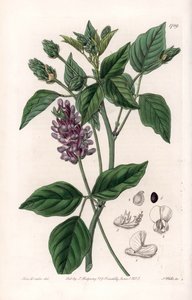 Variete de Psoralea - S.Watts的刻板，来自Sarah Anne Drake（1803-1857）的插图，出自英国Sydenham Edwards（1768-1819）的植物学记录。 作者 Sydenham Teast Edwards