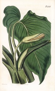 马蹄莲的变种 - 芳香马蹄莲，Homalomena aromatica（马蹄莲芳香）。韦德尔根据塞登纳姆-爱德华兹的插图进行的手绘铜版画，出自塞缪尔-柯蒂斯的《植物学杂志》，伦敦 作者 西德纳姆·泰斯特·爱德华兹