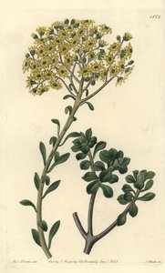 Variete de joubarb - Villous houseleek，Sempervivum villosum。S. Watts根据Sydenham Edwards的《植物志》中Sarah Drake小姐的插图进行的手绘铜版画，伦敦Ridgeway。 作者 西德纳姆·泰斯特·爱德华兹