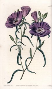 Clarkia的变种，原产于南美洲 由S.Watts雕刻，出自Sarah Anne Drake（1803-1857）的插图，出自英国Sydenham Edwards（1768-1819）的植物学登记册。 作者 西德纳姆·泰斯特·爱德华兹