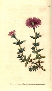 ficoid 品种 - 胡须无花果万寿菊，Mesembryanthemum barbarum。 根据威廉·柯蒂斯 (William Curtis) 的《植物学杂志》(The Botanical Magazine) 在伦敦兰贝斯马什 (Lambeth Marsh) 绘制的植物插图后的手绘铜版画 作者 西德纳姆·泰斯特·爱德华兹