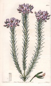 gompholobium（豆科植物）的变种，原产于澳大利亚--图版由S.Watts雕刻，来自Sarah Anne Drake（1803-1857）的插图，出自英国Sydenham Edwards（1768-1819）的植物学登记册。 作者 西德纳姆·泰斯特·爱德华兹