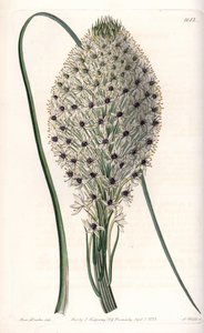 百合花的变种（Helonias asphodeloides）--由S.Watts雕刻，来自Sarah Anne Drake（1803-1857）的插图，出自英国Sydenham Edwards（1768-1819）的植物学记录。 作者 西德纳姆·泰斯特·爱德华兹