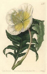 驴子或月见草的变种 - 白色直立月见草，Oenothera anisoloba。S. Watts根据Sydenham Edwards的《植物志》中Sarah Drake的插图进行的手绘铜版画，Ridgeway，L 作者 西德纳姆·泰斯特·爱德华兹