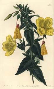 各种月见草或驴草 - 月见草，月见草亚种。 glauca (Glaucous oenothera, Oenothera glauca)。 来自 Sydenham Edwards 的 Sarah Drake 小姐插图后由 S. Watts 手工雕刻的铜版画 作者 西德纳姆·泰斯特·爱德华兹