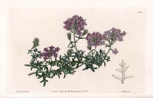 Verbena multifide - S. Watts雕刻的，来自Sarah Anne Drake（1803-1857）的插图，出自英国Sydenham Edwards（1768-1819）的《植物志》。 作者 西德纳姆·泰斯特·爱德华兹