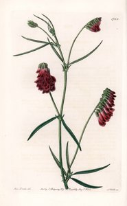 Vesces Variete - S.Watts 雕刻的盘子，来自 Sarah Anne Drake (1803-1857) 的插图，来自英国 Sydenham Edwards (1768-1819) 的植物名录 作者 Sydenham Teast Edwards