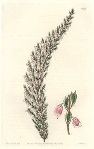 水泡虫，原产于欧洲--S.Watts的Water forte，来自Sarah Anne Drake（1803-1857）的插图，来自《植物志》。 作者 西德纳姆·泰斯特·爱德华兹