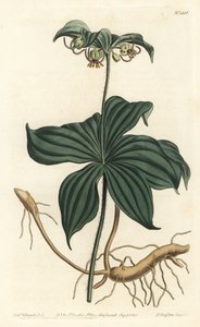 弗吉尼亚梅迪奥勒或野生黄瓜--印度黄瓜，Medeola virginiana。F. Sansom Jr.根据Sydenham Edwards的插图进行的手绘铜版画，出自William Curtis的植物杂志，T. Curtis，伦敦 作者 西德纳姆·泰斯特·爱德华兹