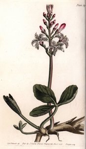 Water trefle或menyanthe water trefle。彩色铜版画，由Sydenham Edwards（1768-1819）为兰贝斯植物园（英国）的植物学会议提供的插图。 作者 西德纳姆·泰斯特·爱德华兹