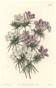 白色和紫色的Leptosiphon--S.Watts的强水，来自莎拉-安妮-德雷克（1803-1857）的插图，出自《植物志》。 作者 西德纳姆·泰斯特·爱德华兹