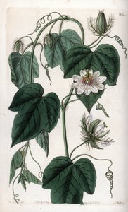 白花西番莲--S.Watts的刻板，出自莎拉-安妮-德雷克（1803-1857）的插图，出自英国西登纳姆-爱德华兹（1768-1819）的植物学登记册 作者 西德纳姆·泰斯特·爱德华兹