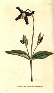 全叶铁线莲 - 全叶铁线莲或处女花，Clematis integrifolia。根据威廉-柯蒂斯的《植物学杂志》中的植物学插图进行的手绘铜版画，伦敦兰贝斯沼泽。 作者 西德纳姆·泰斯特·爱德华兹