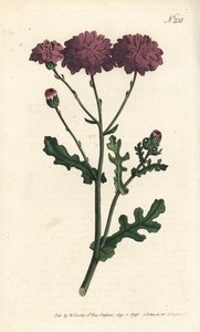 Wild cineraire - 紫色地衣或布草，Senecio elegans。Sansom根据Sydenham Edwards的插图进行的手绘铜版画，伦敦William Curtis的植物学杂志。 作者 西德纳姆·泰斯特·爱德华兹