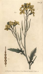 野生萝卜，Raphanus raphanistrum，Siliquosa。F. Sansom的手绘铜版画，是Sydenham Edwards为William Curtis在兰贝斯植物园的植物学讲座所做的植物学插图。