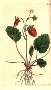 野生草莓，Fragaria vesca（单叶草莓或凡尔赛的草莓，Fragaria monophylla）。根据威廉-柯蒂斯的《植物学杂志》中的植物学插图进行的手绘铜版画，伦敦兰贝斯沼泽地 作者 西德纳姆·泰斯特·爱德华兹