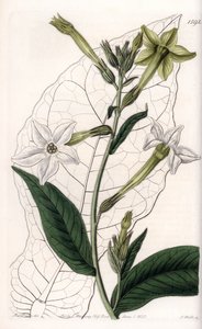 翼状烟草或装饰性烟草--S.Watts雕刻的图版，出自莎拉-安妮-德雷克（1803-1857）的插图，出自英国西登纳姆-爱德华兹（1768-1819）的植物学名册 作者 西德纳姆·泰斯特·爱德华兹