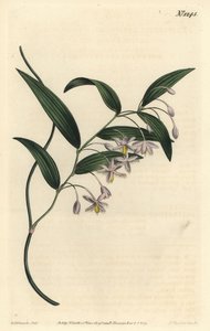 袋熊浆果，或宽叶桉树，Eustrephus latifolius。F. Sansom Jr.根据Sydenham Edwards的插图进行的手绘铜版画，出自William Curtis的植物学杂志，T. Curtis，伦敦 作者 西德纳姆·泰斯特·爱德华兹