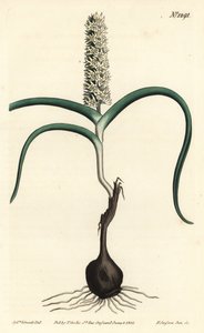 Wurmbea monopetala (Many-flowered melanthium, Melanthium monopetalum)。 由 F. Sansom Jr. 手工彩色铜版雕刻，由来自伦敦 T. Curtis 威廉柯蒂斯植物学杂志的 Sydenham Edwards 绘制 作者 西德纳姆·泰斯特·爱德华兹