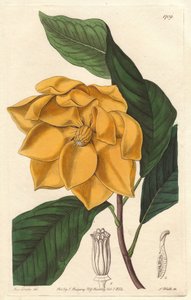 黄花木兰，原产于爪哇（印度尼西亚）--S. Watts根据Sarah Anne Drake（1803-1857）的插图创作的强水，出自《植物志》。 作者 西德纳姆·泰斯特·爱德华兹