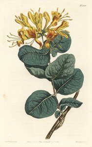 黄花椴树、忍冬属植物。 由 F. Sansom Jr. 手工彩色铜版雕刻，由来自伦敦 T. Curtis 威廉柯蒂斯植物学杂志的 Sydenham Edwards 绘制 作者 西德纳姆·泰斯特·爱德华兹