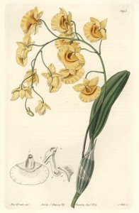 黄石斛兰，原产于印度--S. Watts根据莎拉-安妮-德雷克（1803-1857）的插图创作的强水，来自《植物志》。 作者 西德纳姆·泰斯特·爱德华兹