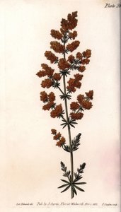 黄鹌鹑或黄奶鹌鹑。彩色铜版画，由Sydenham Edwards（1768-1819）为兰贝斯植物园（英国）植物学会议绘制的插图。 作者 西德纳姆·泰斯特·爱德华兹