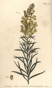 黄蟾蜍亚麻或快活草，Antirrhinum majus，被子植物门。F.Sansom为威廉-柯蒂斯在兰贝斯植物园的植物学讲座所做的植物学插图的手绘铜版画，由Sydenham Edwards绘制。 作者 西德纳姆·泰斯特·爱德华兹