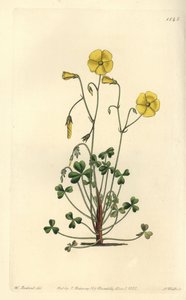 黄木耳，Oxalis micrantha（Cumming